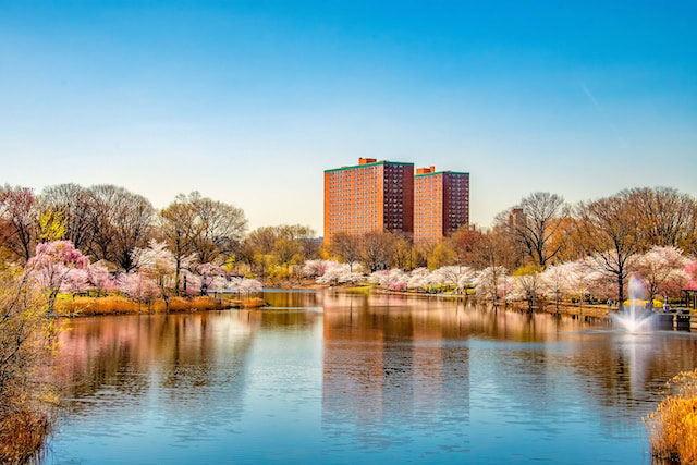 Cherry trees in full bloom on the banks of a body of water in front of two tall red brick buildings in Newark