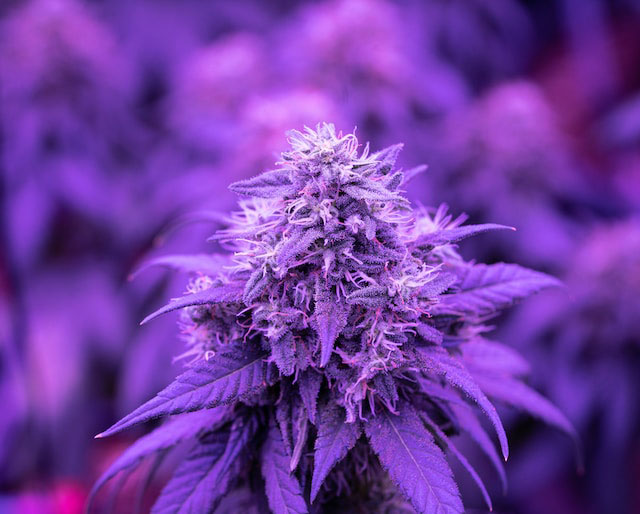 Cannabis plant under purple lights