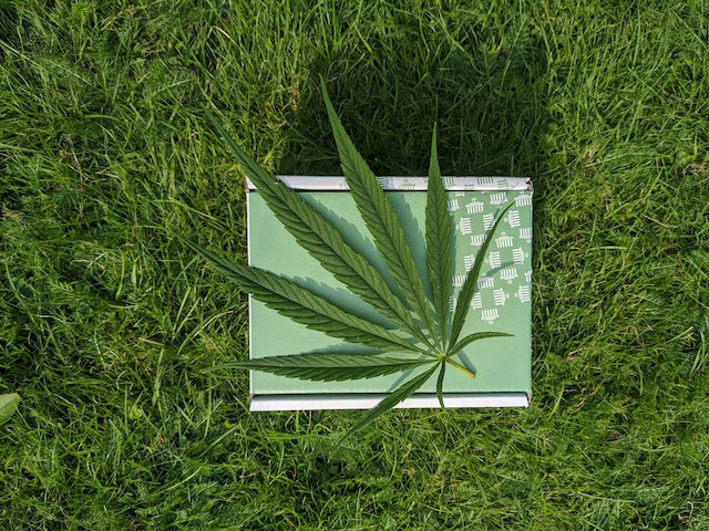 Plucked cannabis leaf on the grass