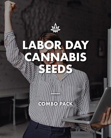 Buy labor day cannabis seeds marijuana seeds
