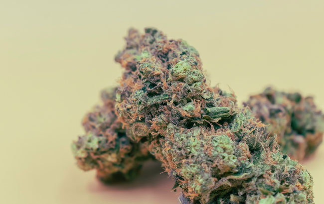 Cannabis flower with orange hairs