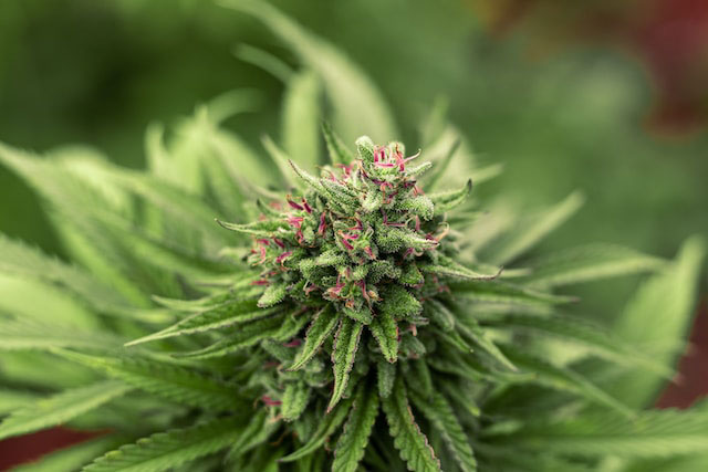 cannabis plant with pink hairs