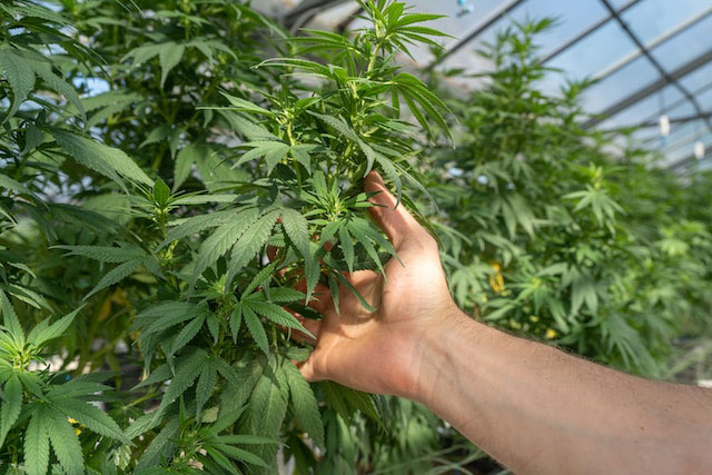 hand touching cannabis plants