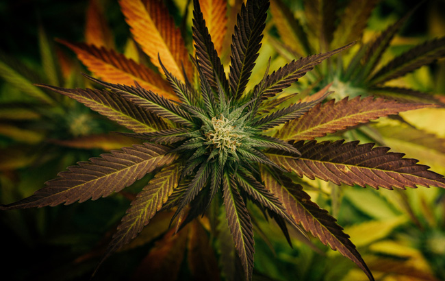 Cannabis plant with orange leaves