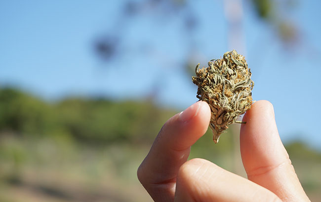 Person's hand holding a cannabis nugget