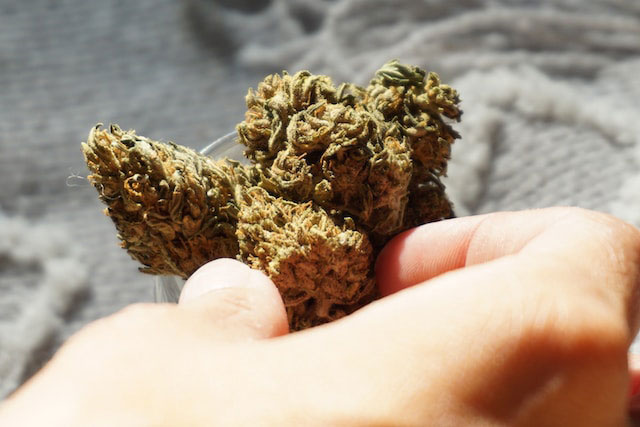 Hand holding cannabis nugs