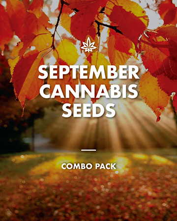 september cannabis combo seeds