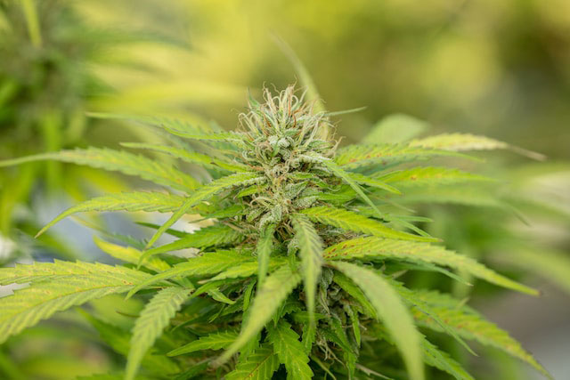 Green cannabis plant