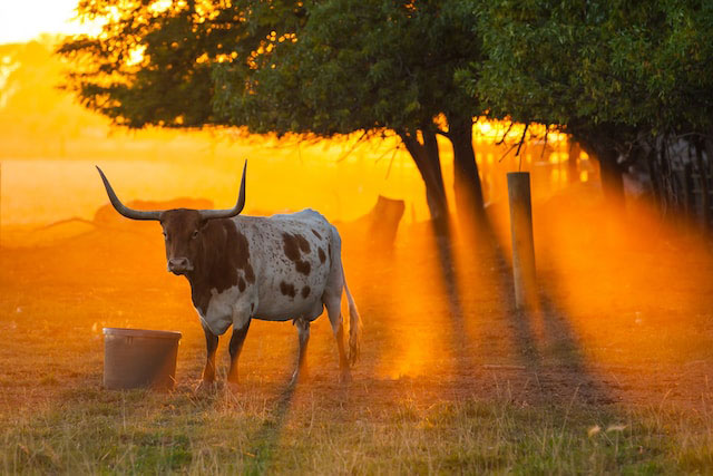 Longhorn bull on a farm