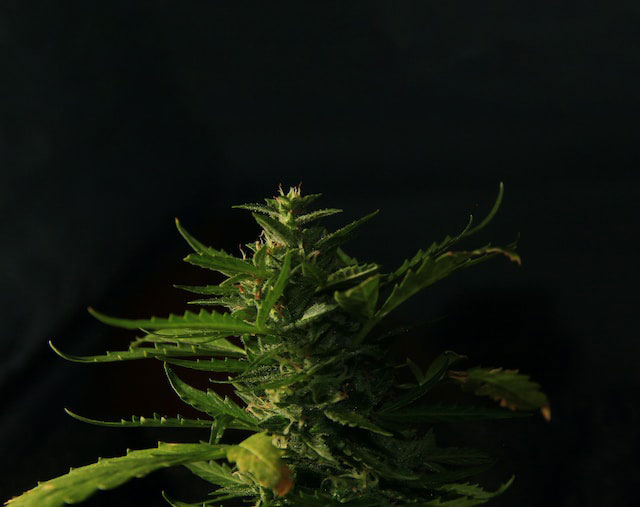cannabis plant against a black background