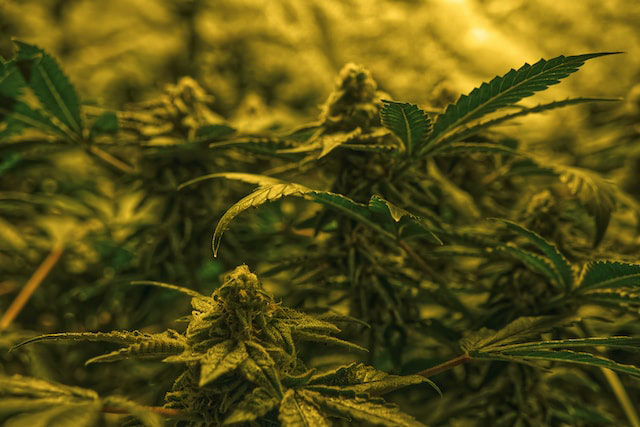 Green cannabis plants