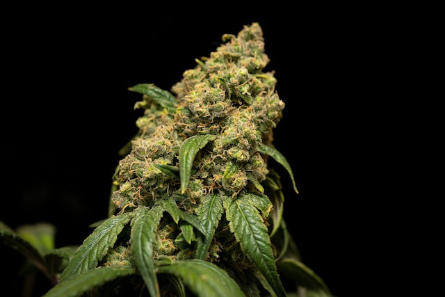  cannabis plant with orange hairs