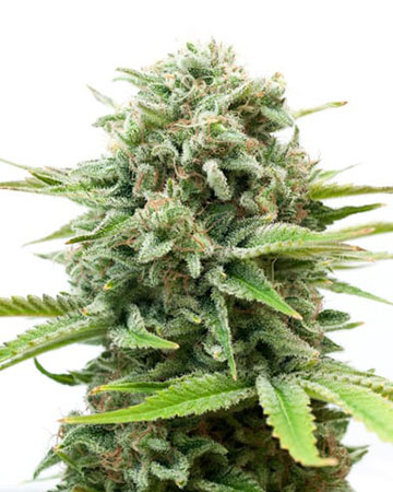 buy popular marijuana seeds mac 1