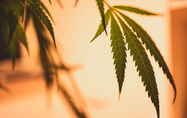 cannabis leaf in orange light