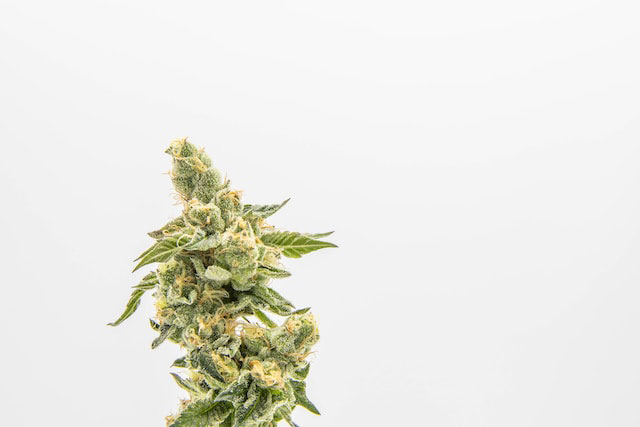 cannabis plant on a white background