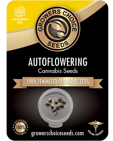 the best marijuana seeds for sale alaska thunderfuck
