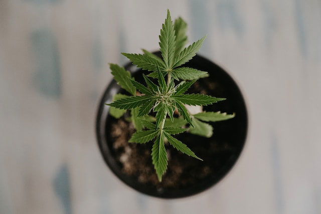 young cannabis plant in a pot
