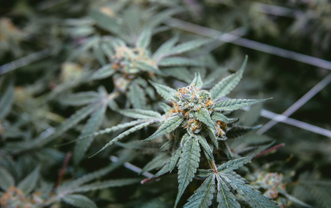 cannabis plant with orange hairs