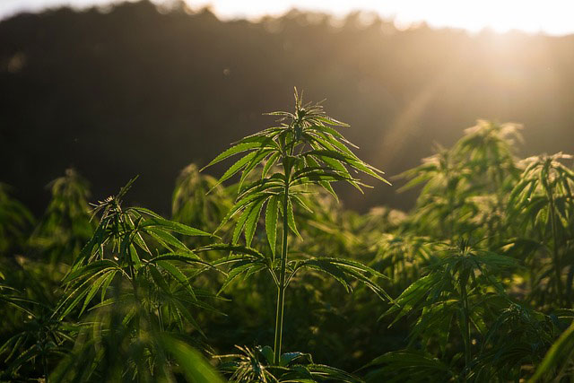 An outdoor field of cannabis with sunlight streaming down on it