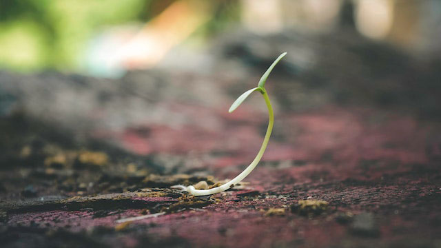 A small seedling sprouting from a crack in the sidewalk