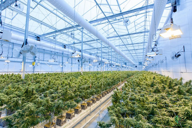 Rows of marijuana plants in a large growing facility
