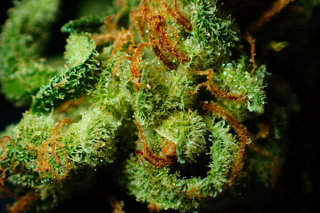 Close-up of some lime green sativa buds with amber pistils and crystal trichomes