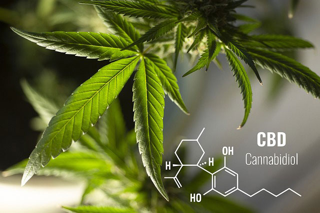 Cannabis leaves with the chemical composition of CBD overlaid in white