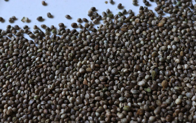 Hundreds of cannabis seeds