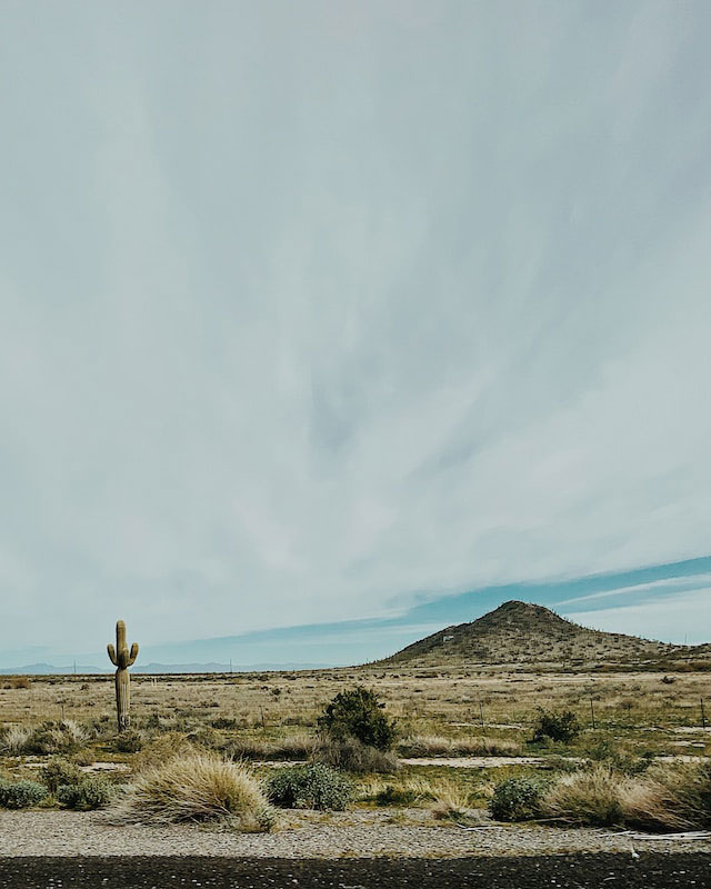 A cactus in the Queen Creek desert.