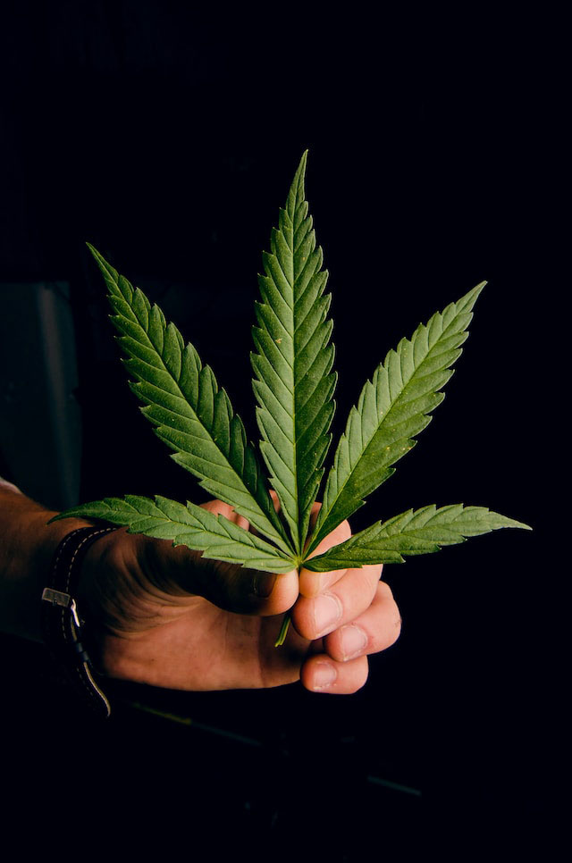 Hand holding a large green cannabis leaf