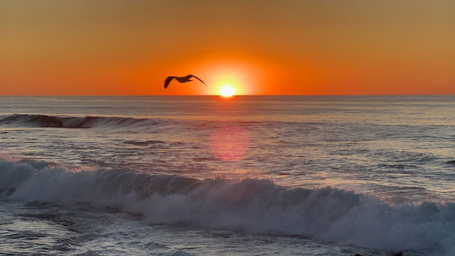 A bird flying over the ocean in San Diego County, Vista, California