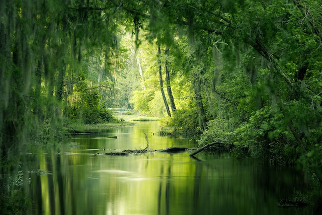 Green trees and water of Phinizy Swamp in Augusta, Georgia