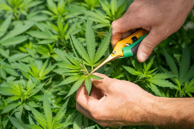 Two hands holding a small yellow and green pruning shears and trimming the top of a cannabis plant