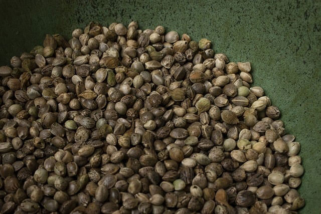 Close-up of hundreds of cannabis seeds in a green ceramic bowl