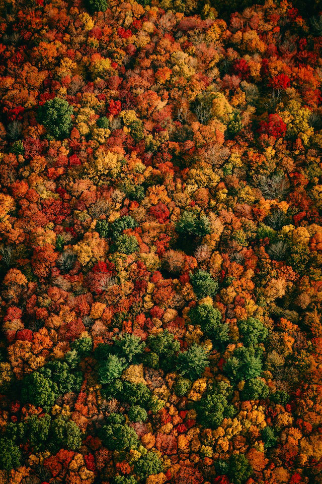 Aerial shot of a forest resplendent in orange, red, and green autumn foliage