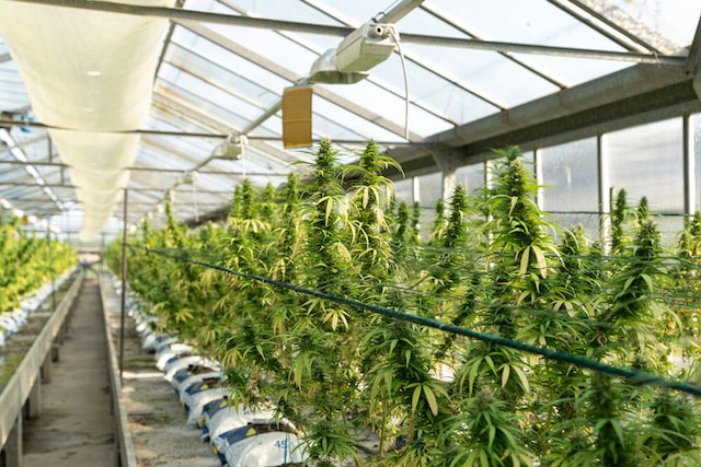 Rows of cannabis plants growing in a large greenhouse
