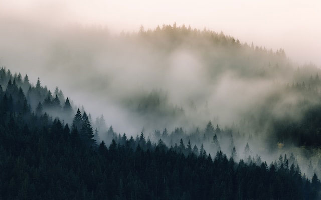 Forests covered with fog in Washington State