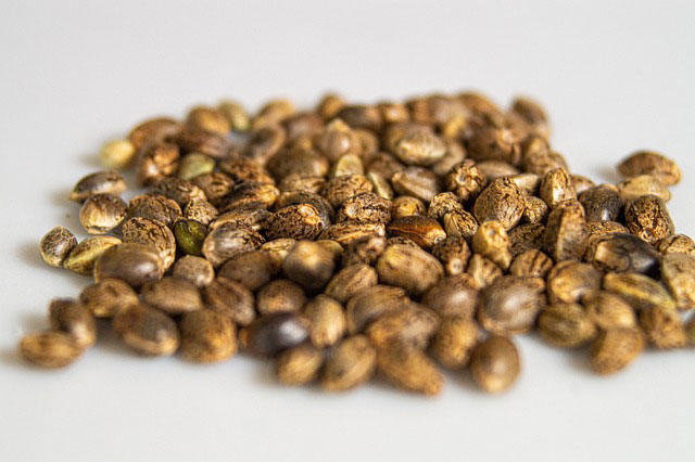 A collection of cannabis seeds against a white background