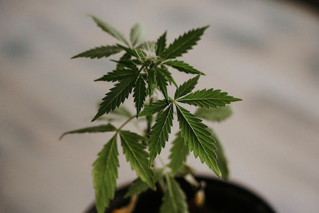 Close-up of a young cannabis plant growing from a pot