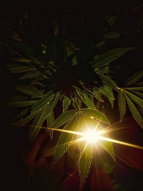 The underside of several marijuana plant leaves with the bright light of a grow light streaming through