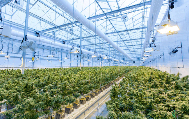 commercial grow room full of feminized cannabis plants