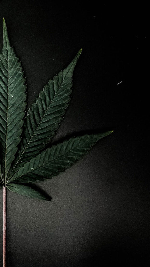 Close-up of half of a marijuana leaf against a charcoal-colored background