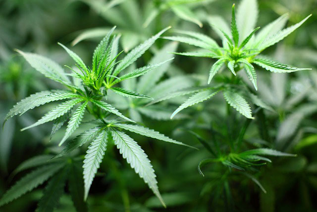 Vibrant green cannabis seedlings