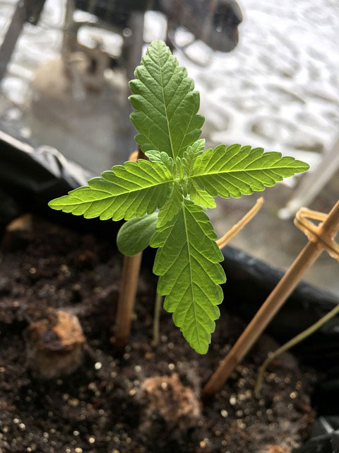 One cannabis seedling between small bamboo supports in soil