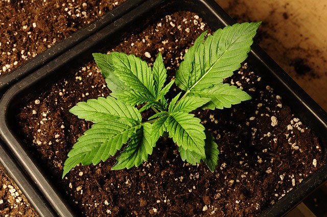 Young single cannabis plant in a small seedling container filled with soil
