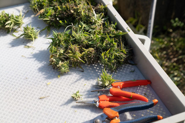  Freshly harvested cannabis buds in a white filter paper-lined tray with trimming implements in the foreground of the tray