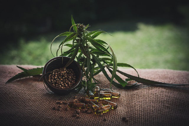 Cannabis seeds in a small bowl next to a marijuana plant and some cannabis capsules