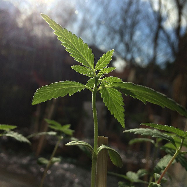 Small, staked cannabis seedling on a sunny day