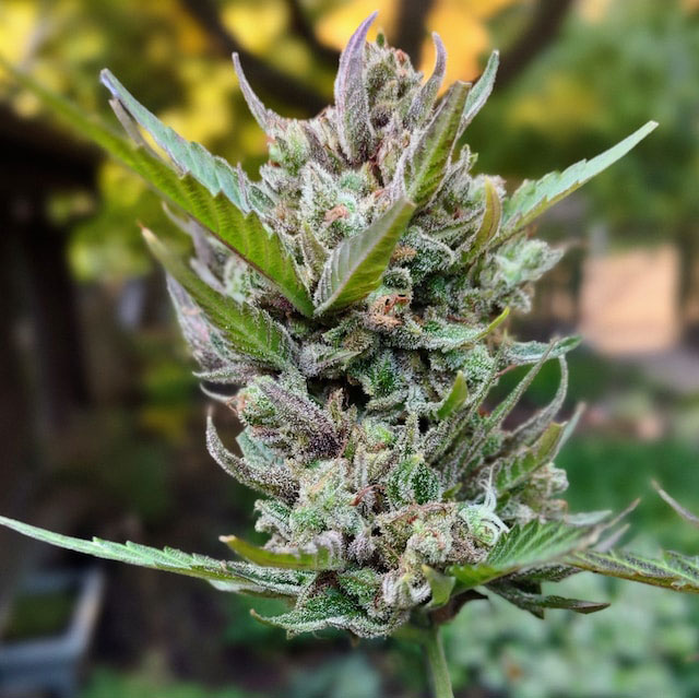 Close-up of a cannabis plant and its buds