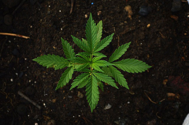Aerial shot of a small cannabis plant growing in rich brown soil